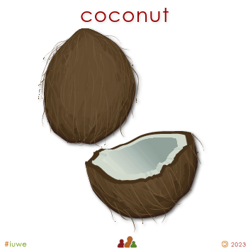 w01427_01 coconut