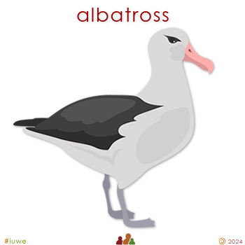 w02386_01 albatross