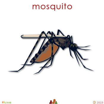 w02581_01 mosquito