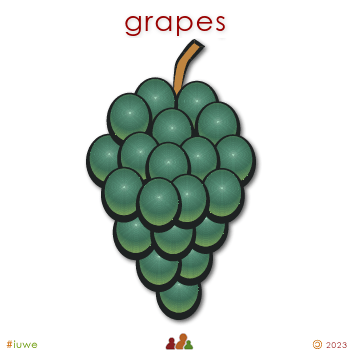 w01556_01 grapes