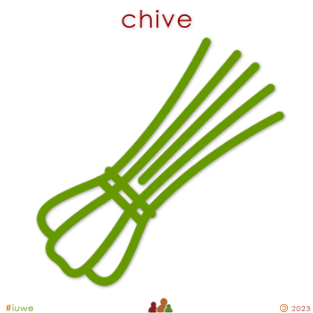 w31655_01 chive