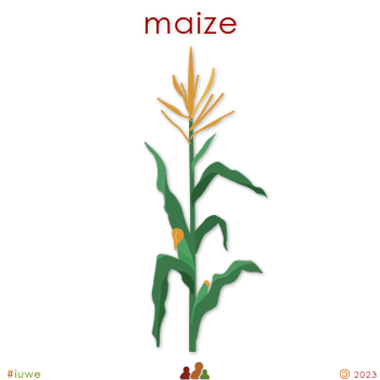 z32062_01 maize