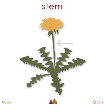 w00552_01 stem