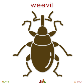 w33978_01 weevil