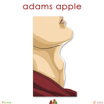 w02025_01 adams apple