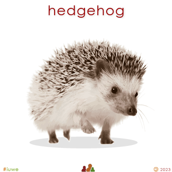 w01707_02 hedgehog
