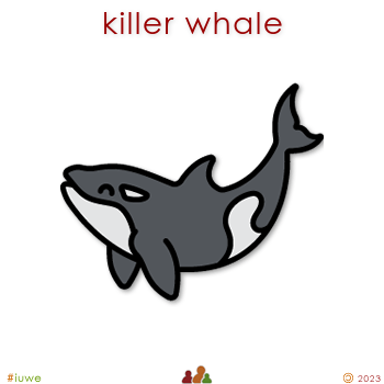 w33294_01 killer whale