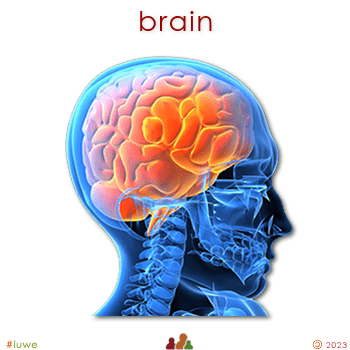 w00526_01 brain