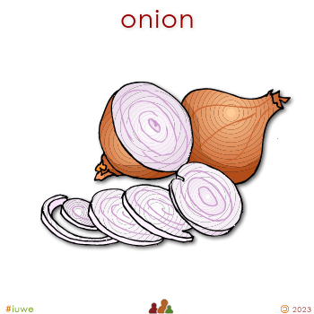 w00800_01 onion