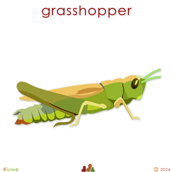 w00376_01 grasshopper