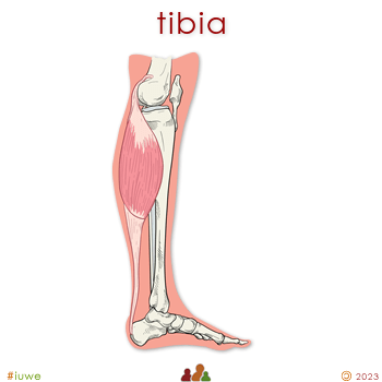 z32533_01 tibia