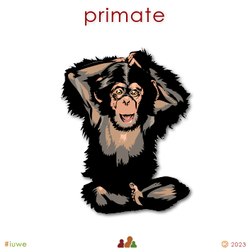 w02990_01 primate