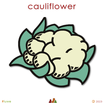 w03227_01 cauliflower