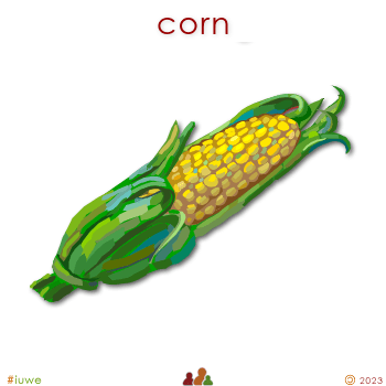 w01255_01 corn