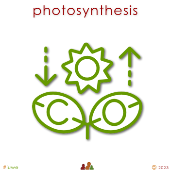 w03027_01 photosynthesis
