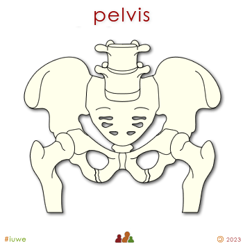 w01534_01 pelvis