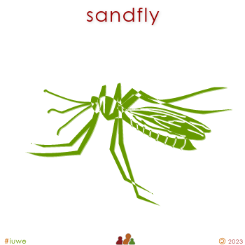 w03244_01 sandfly