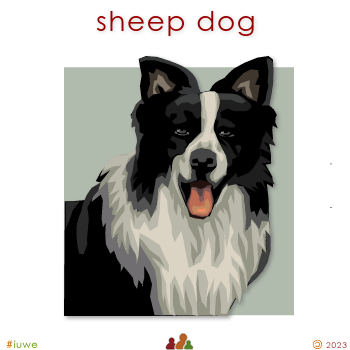 w00389_01 sheep dog