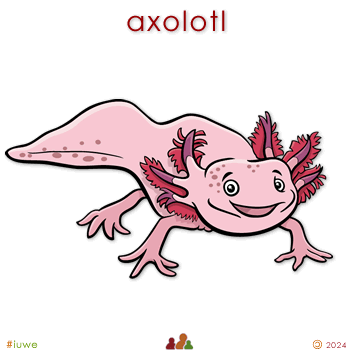 w33972_01 axolotl