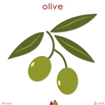 z32144_01 olive