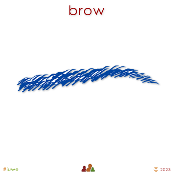 w30576_01 brow
