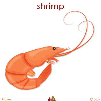 w33815_01 shrimp
