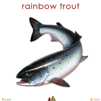 w33954_01 rainbow trout