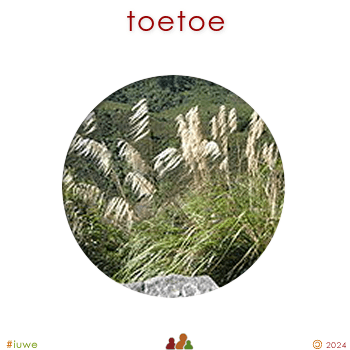 w02374_01 toetoe