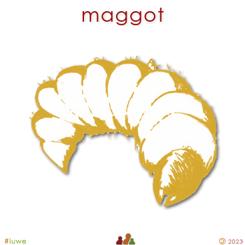 w00545_01 maggot