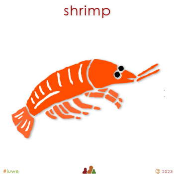 w01697_01 shrimp