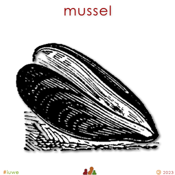 w01693_01 mussel