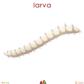 z32019_01 larva