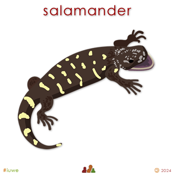 w33966_01 salamander