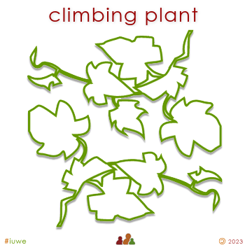 w02288_01 climbing plant