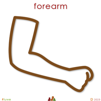 w01929_01 forearm