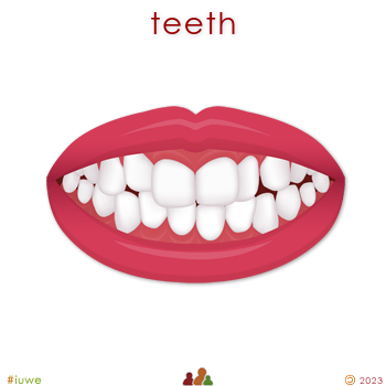 z32511_01 teeth