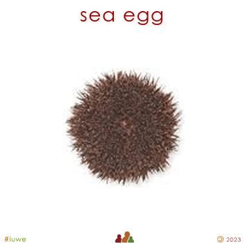w01699_01 sea egg