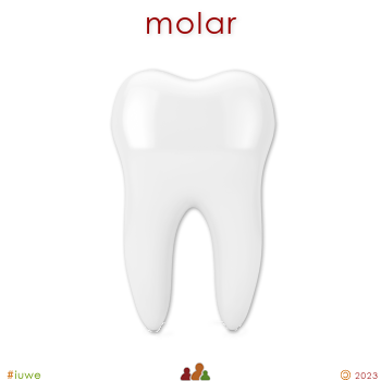 z32096_01 molar
