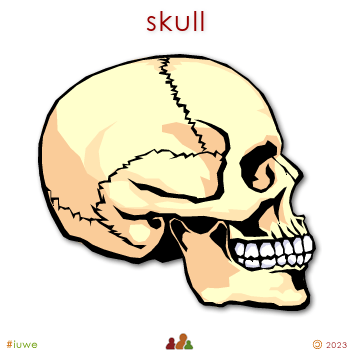 w00311_01 skull