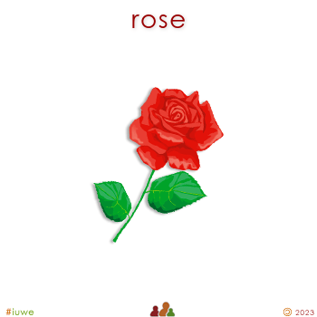 w31216_01 rose