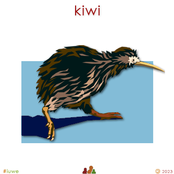 w00899_01 kiwi