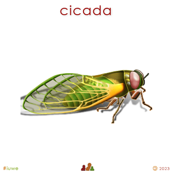 w03239_01 cicada