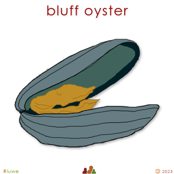 w01694_01 bluff oyster
