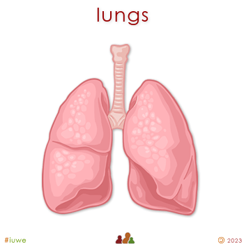 z32058_01 lungs